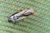 Opomyza sp.